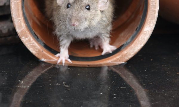 How Effective Rat Control Products Help Manage Rodent Problems in Commercial Properties